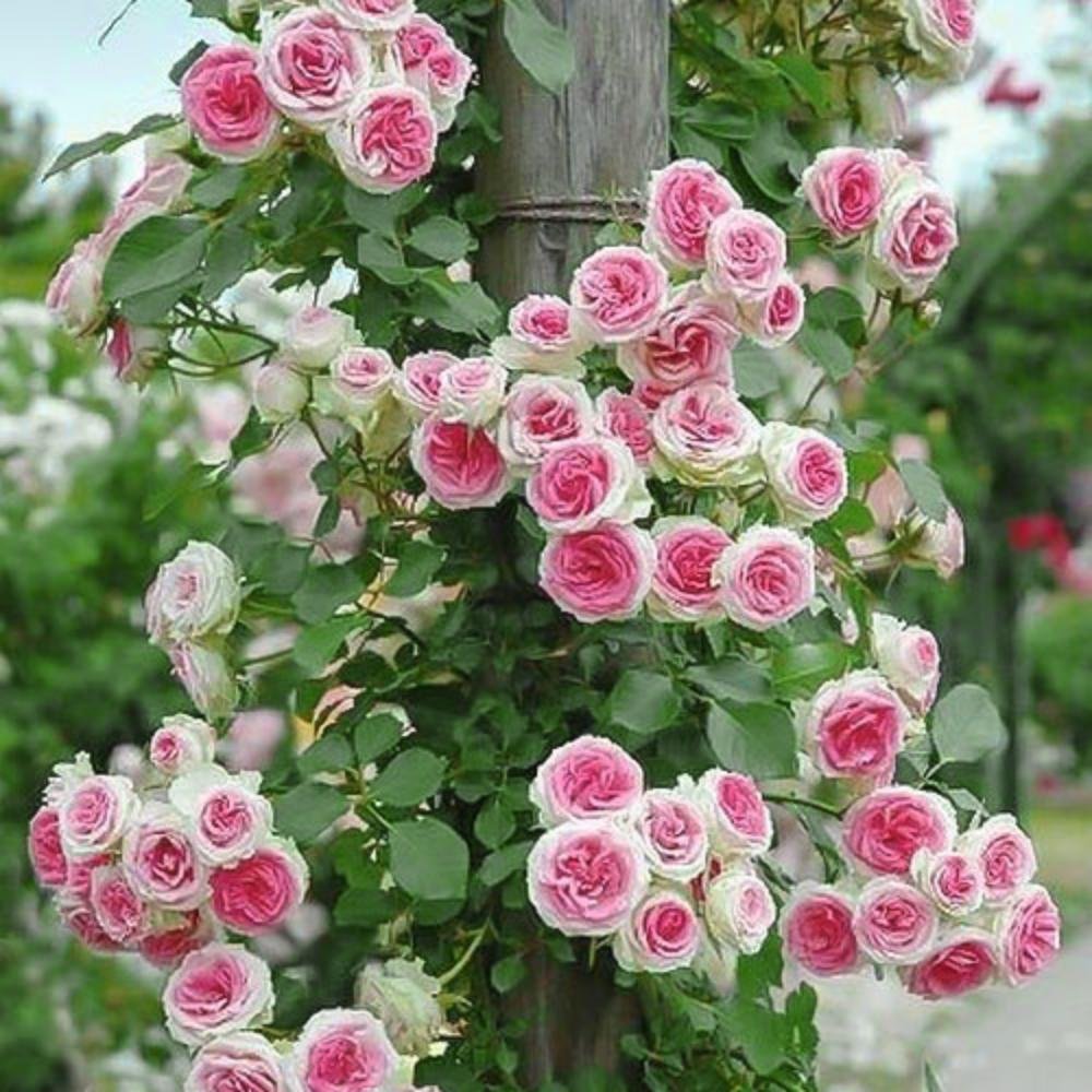 Сорта плетистых роз с мелкими цветами