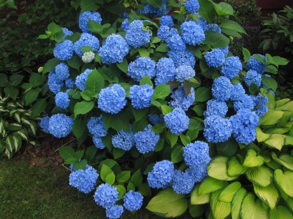 Гортензия крупнолистная Блауэр цверг