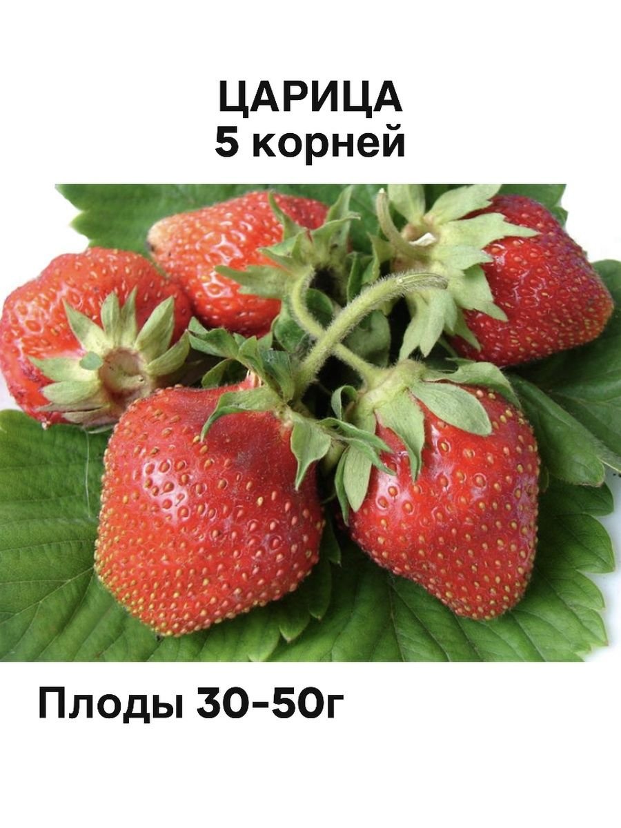 Ремонтантная клубника Мурано