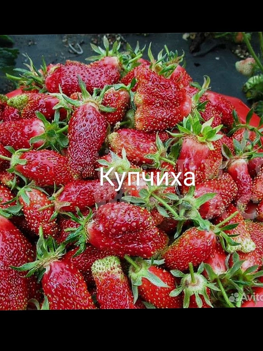 Земклуника Купчиха