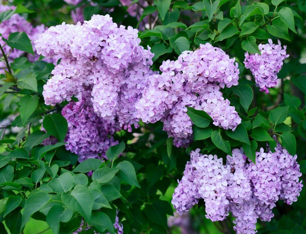 Сирень Агидель (agidel')