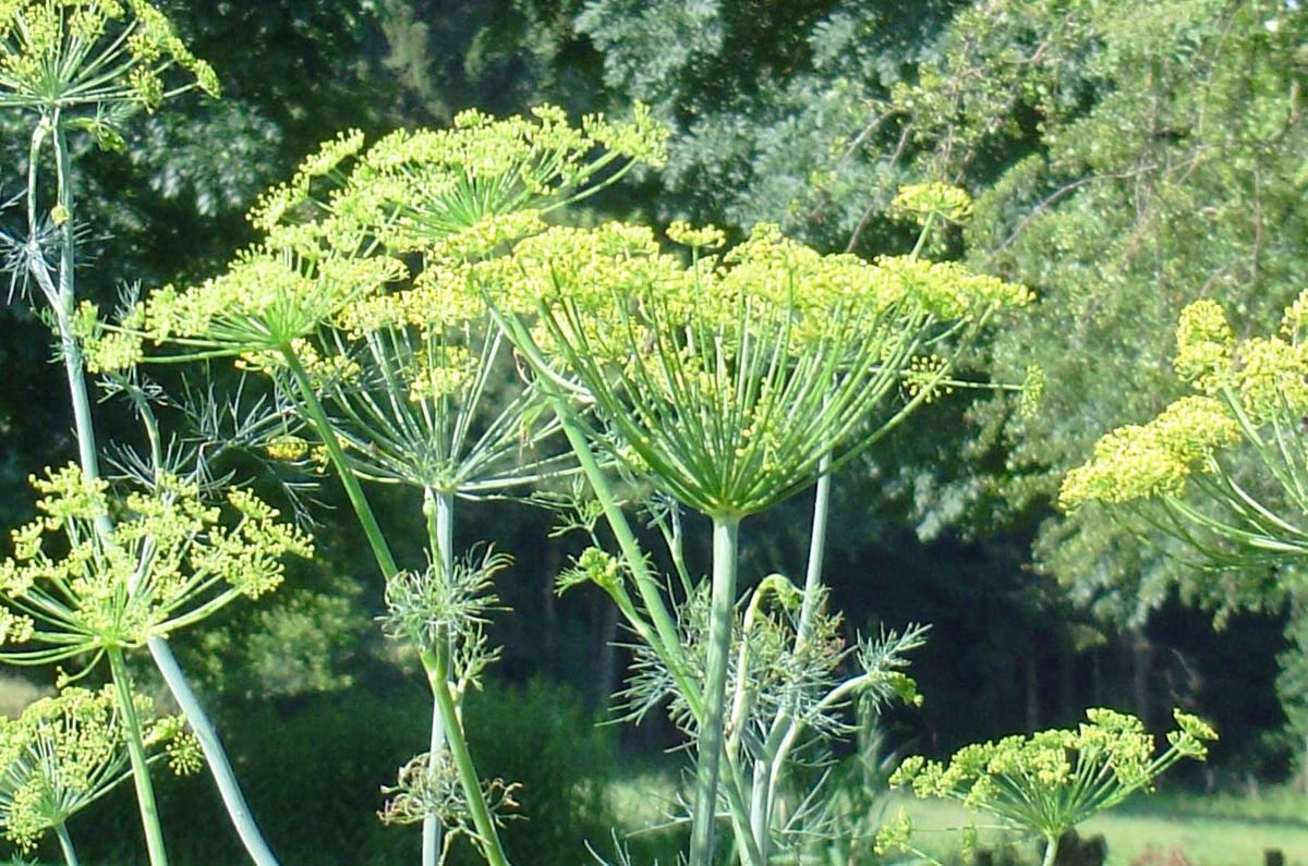 1. Укроп огородный (Anethum graveolens l.)