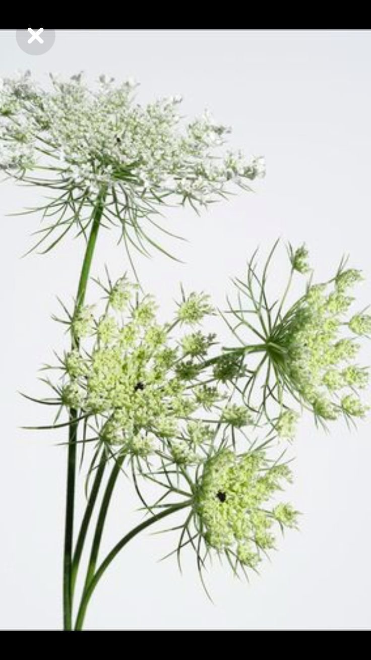 Queen Anne's Lace