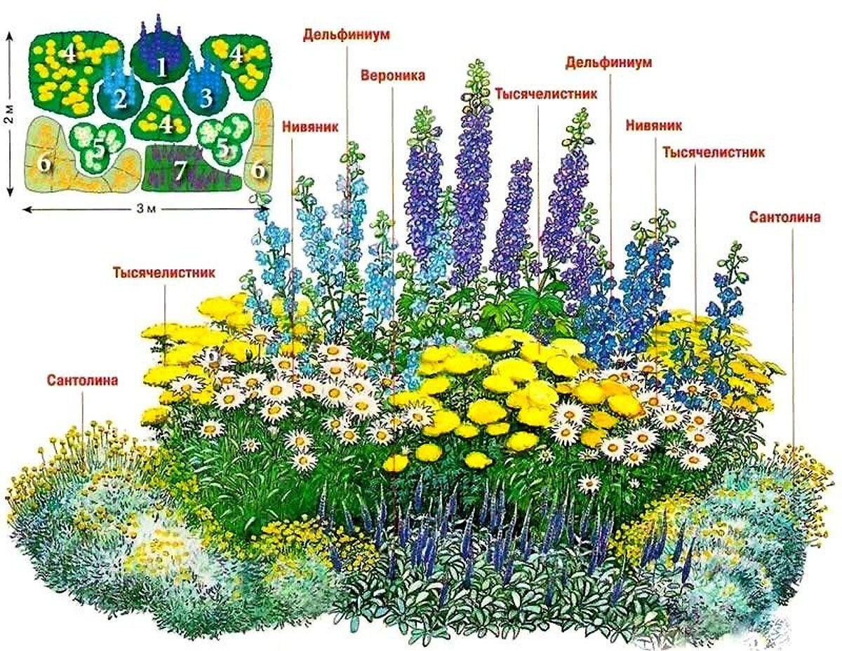 Многолетники для клумбы непрерывного цветения
