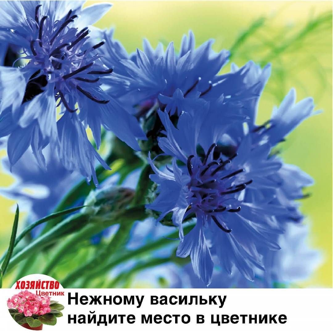 Цвет Василек