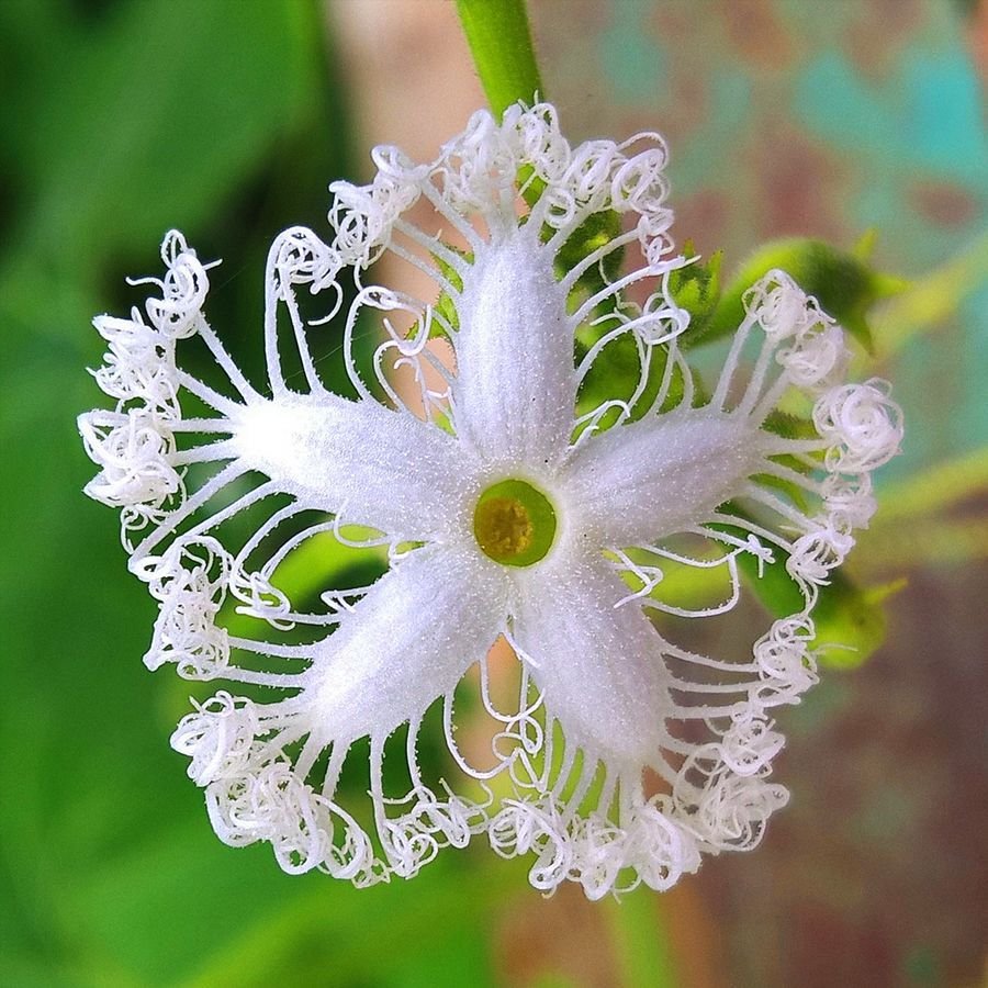 Трихозант Trichosanthes цветок