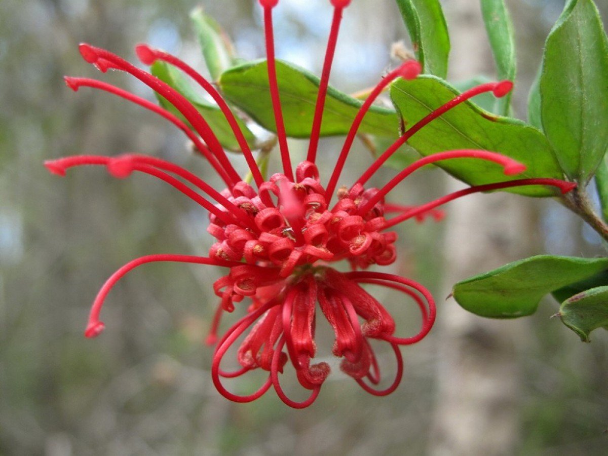 Наведенный цветок. Grevillea speciosa. Фуксия Red Spider. Необычные цветы.