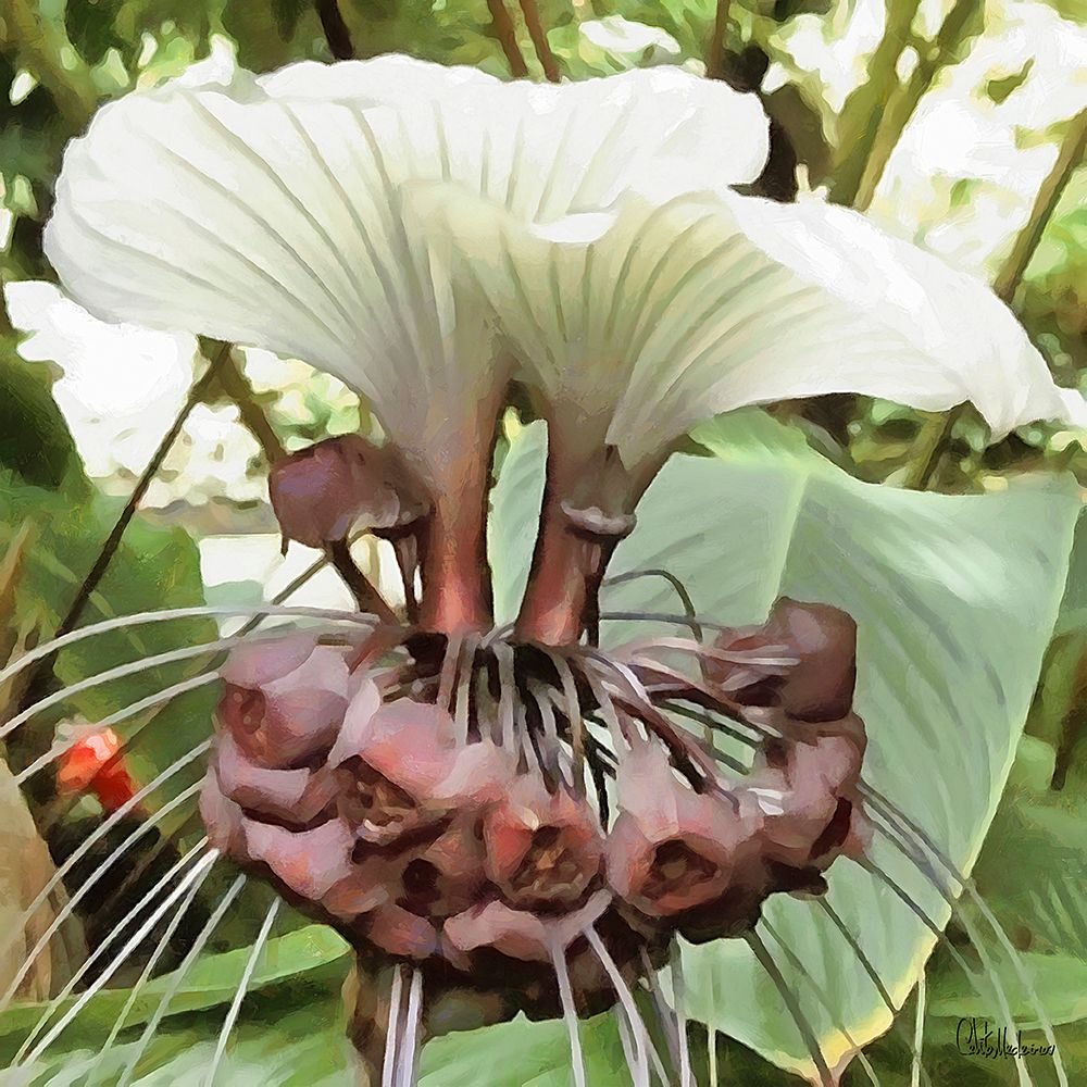 Tacca integrifolia (Такка)