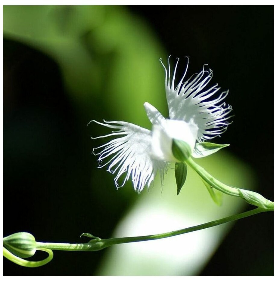 Орхидея хабенария Радиата (Habenaria Radiata)