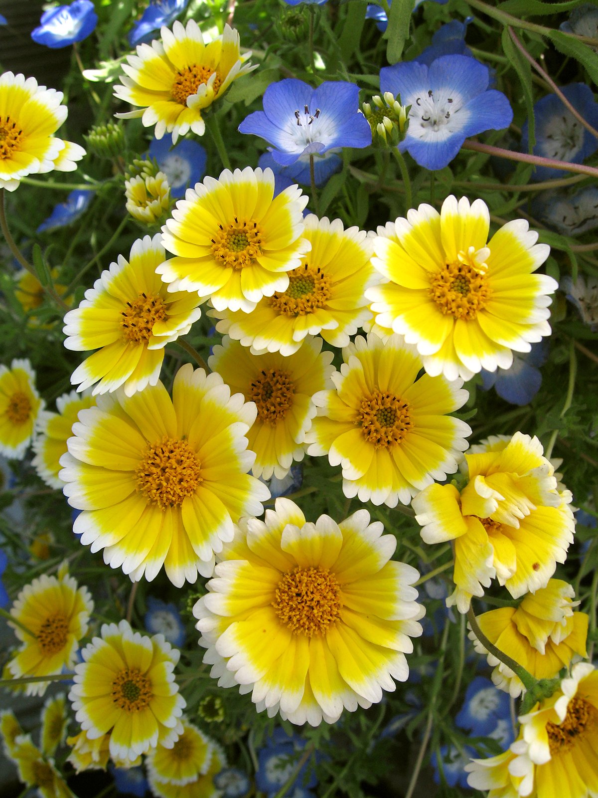 Layia platyglossa