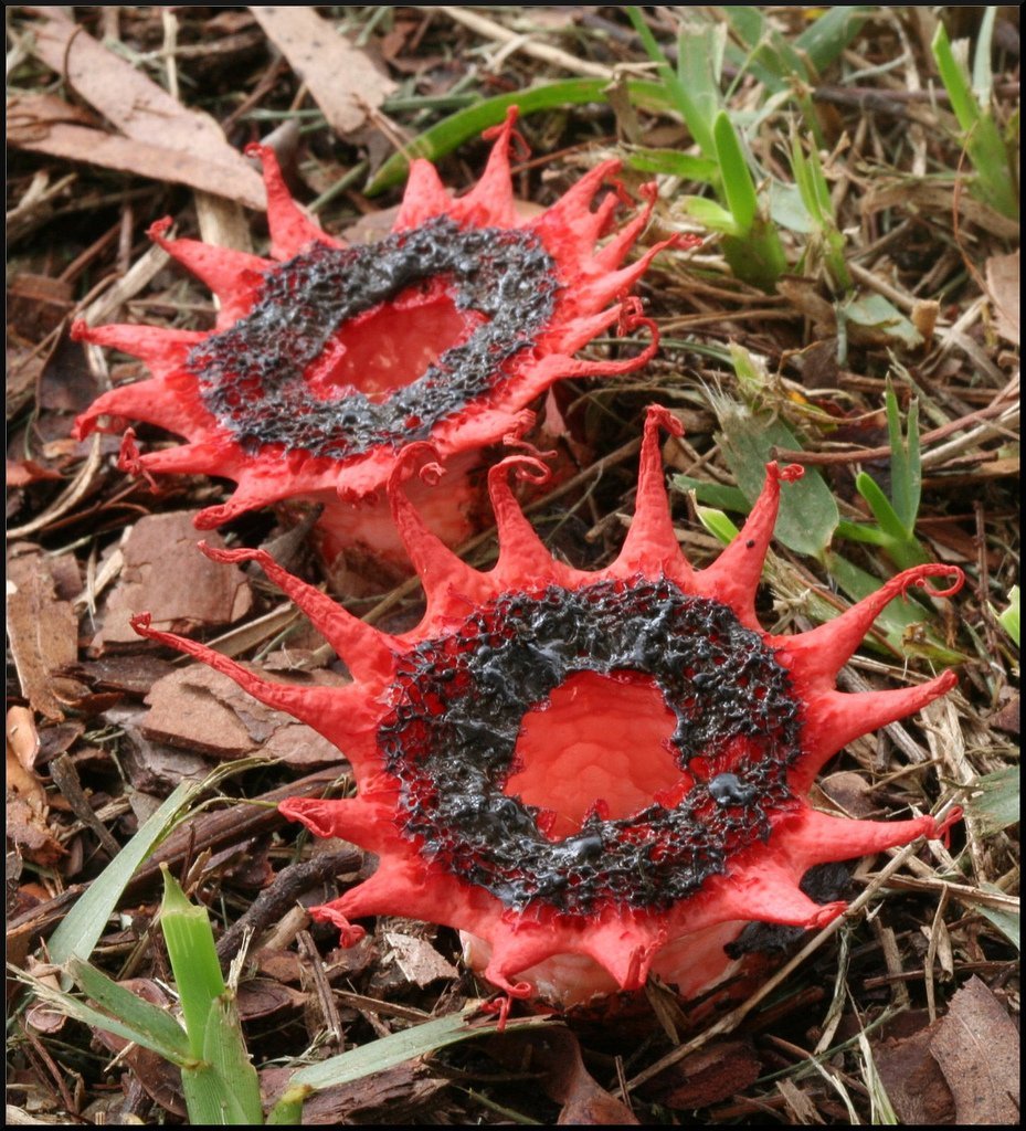 Aseroe rubra