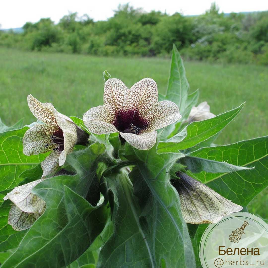 Белена черная (Hyoscyamus Niger)