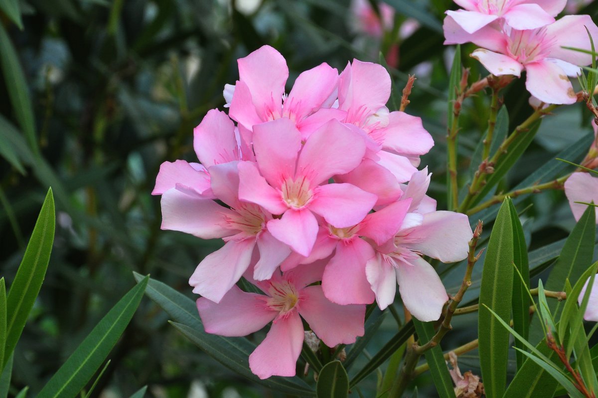Олеандр (Nerium Oleander)