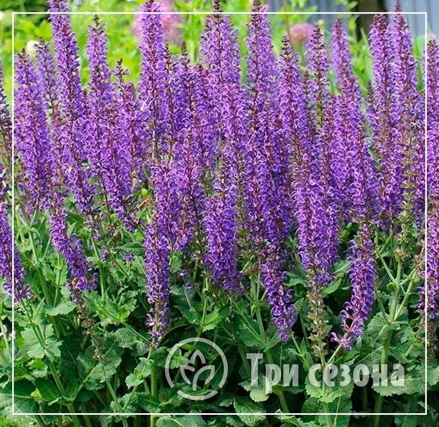 Шалфей Дубравный (Salvia nemorosa)