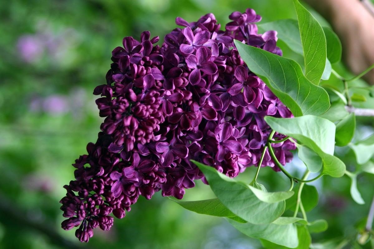 Сирень Anne Shiach