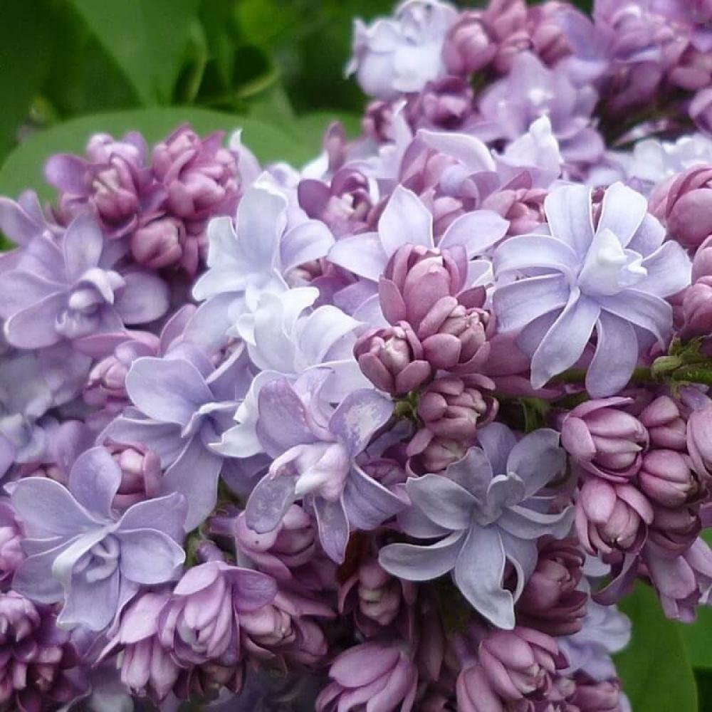 Сирень обыкновенная "Надежда" - Syringa vulgaris "Nadezhda"