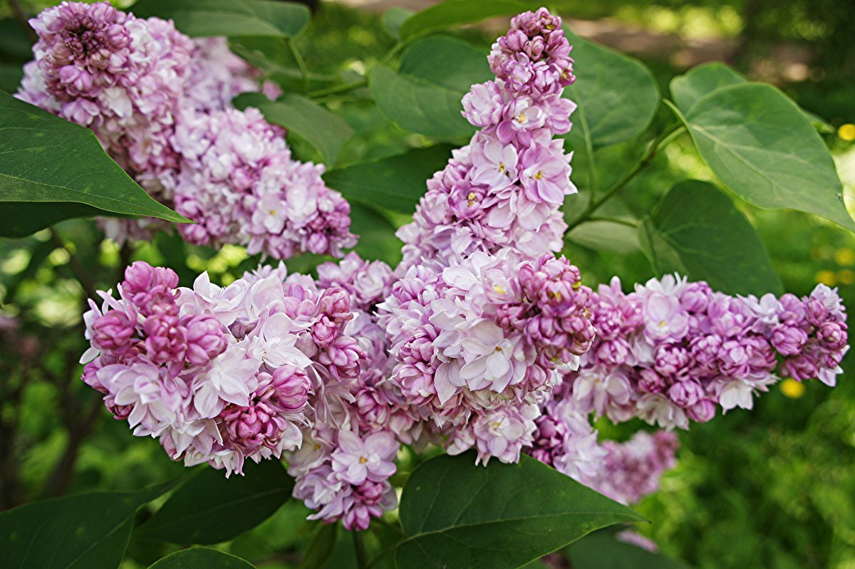 Сирень обыкновенная Syringa vulgaris Аделина