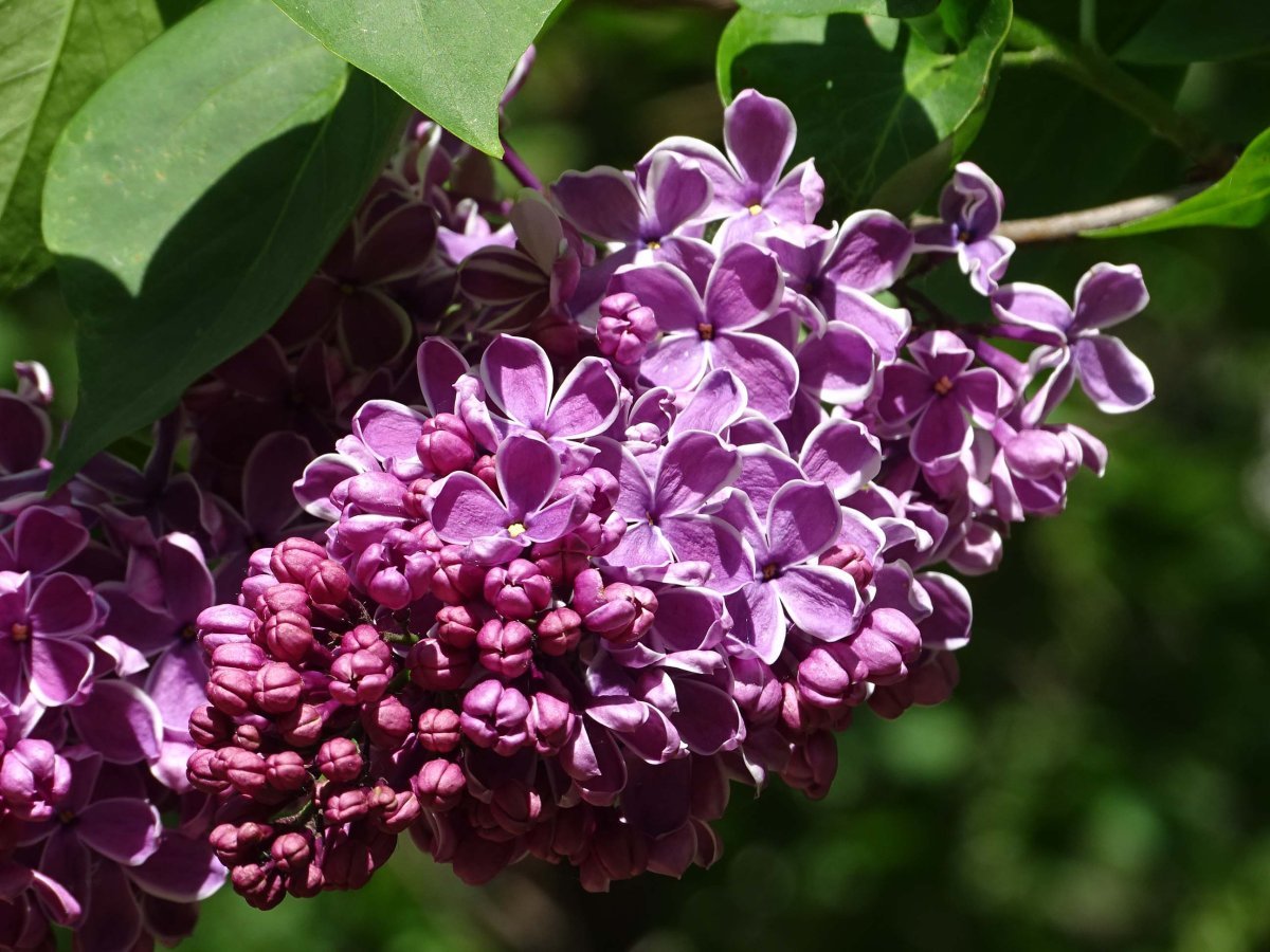 Сорт сирени китайской bicolor,