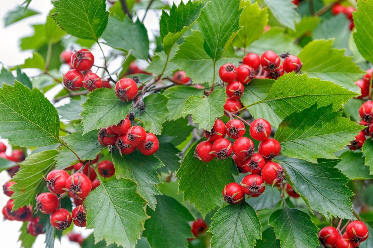 Боярышник кроваво-красный Crataegus sanguinea