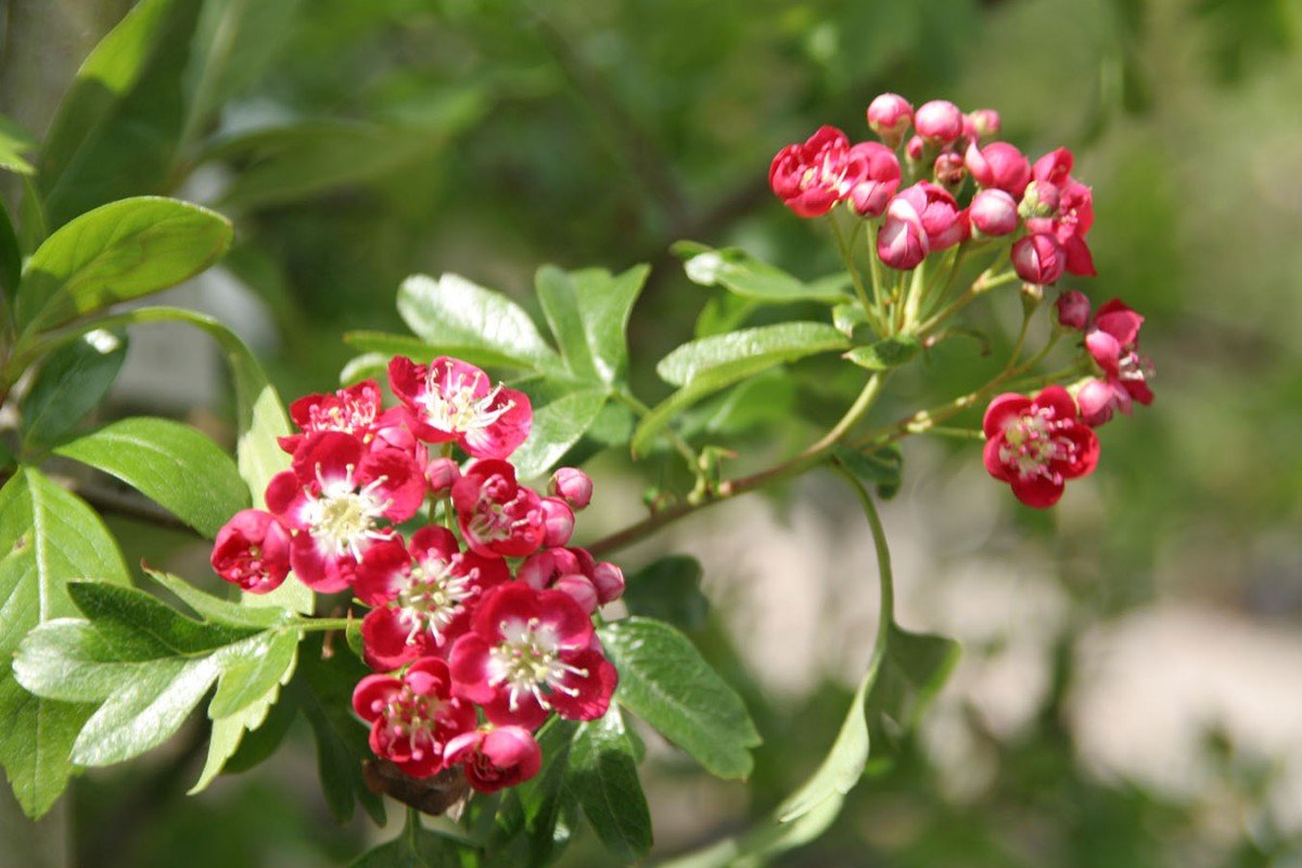 Боярышник Crataegus laevigata Crimson cloud