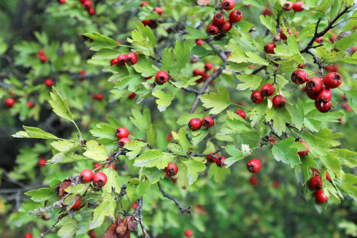 Боярышник Даурский Crataegus dahurica