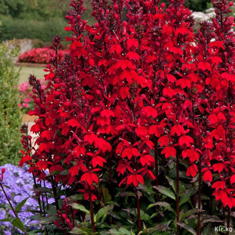 Многолетний цветок с красными цветами