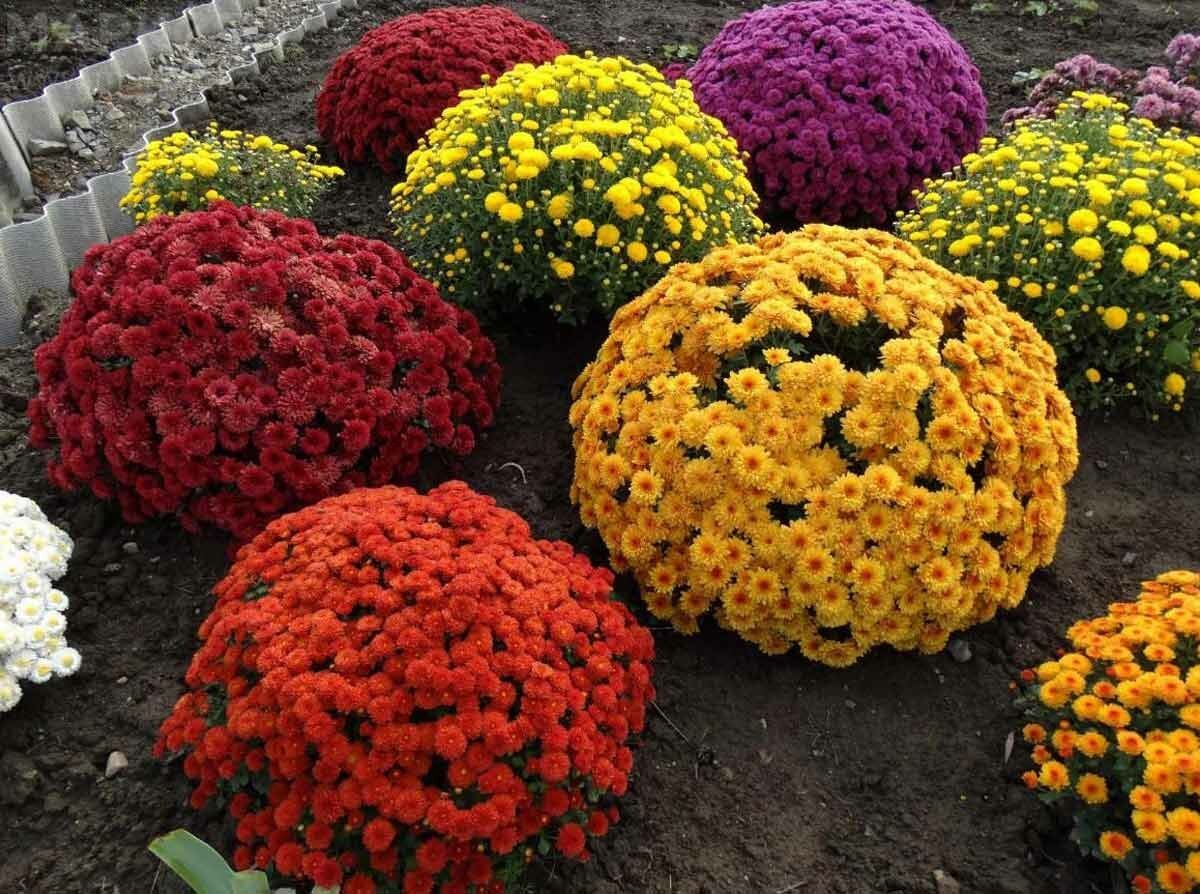 Хризантема мультифлора Балиос