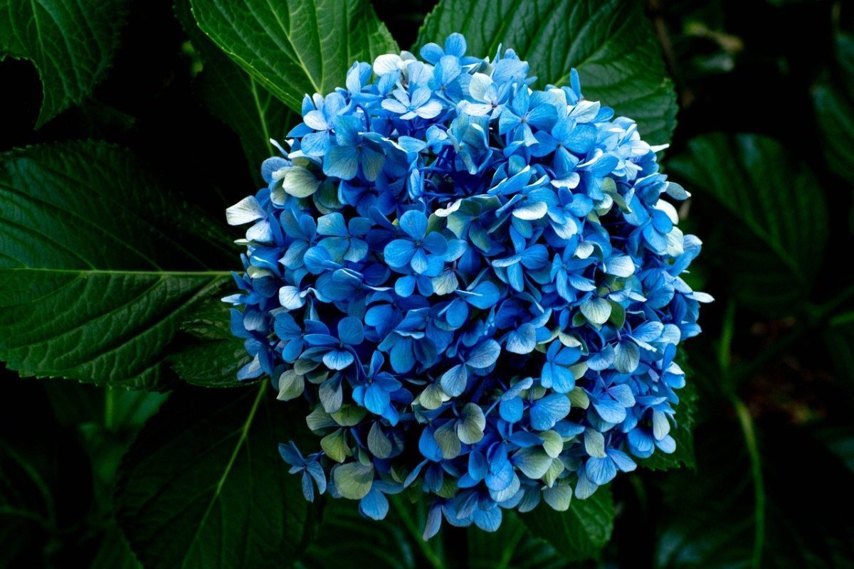 Гортензии с синими цветами сорта