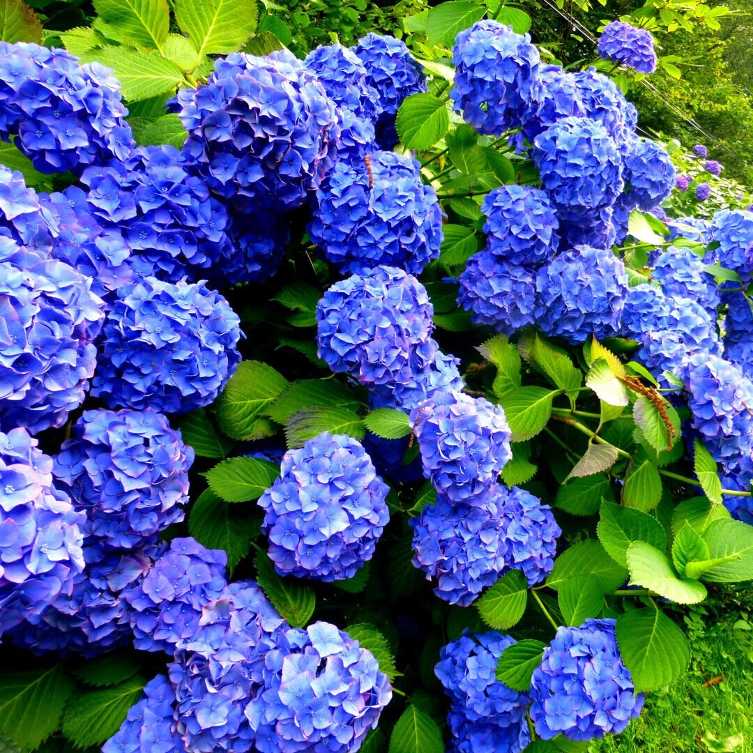Early Blue
