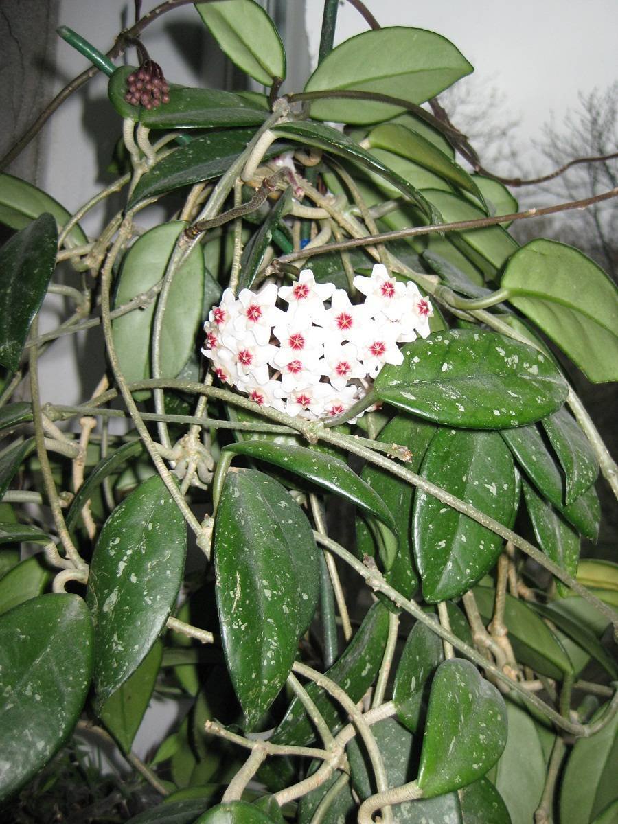 Хойя wayetii Tricolor