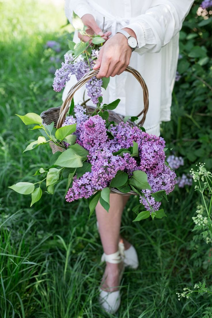 Флауэр Сити сирень