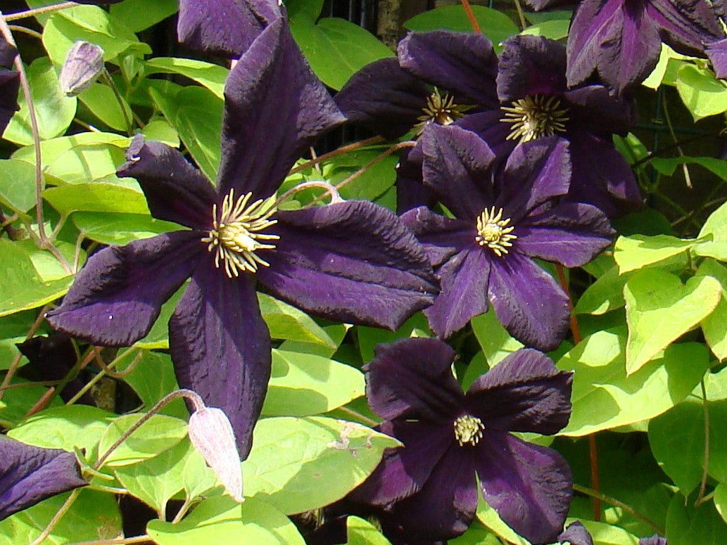 Клематис (сорт Black Prince) viticella