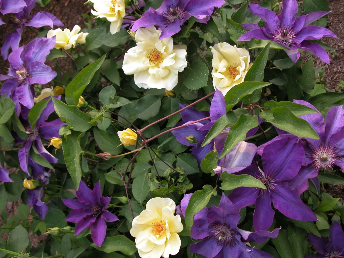 Clematis Rose роза