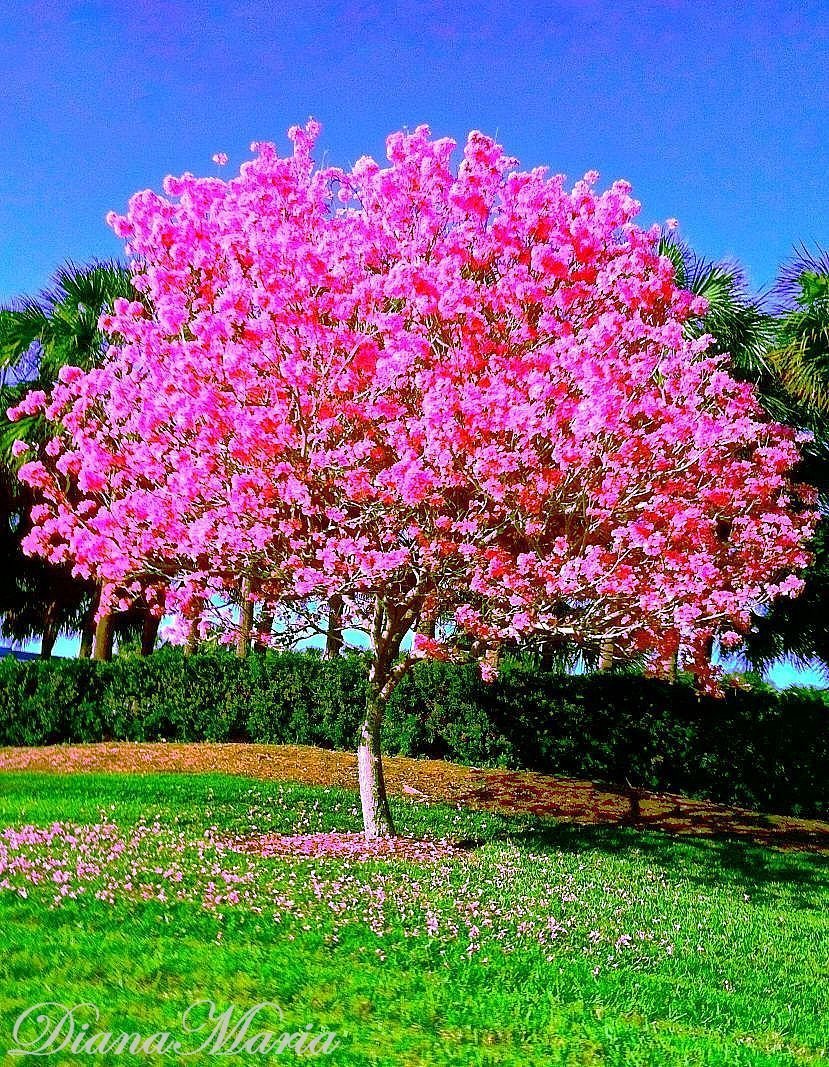 Южное дерево с розовыми цветами