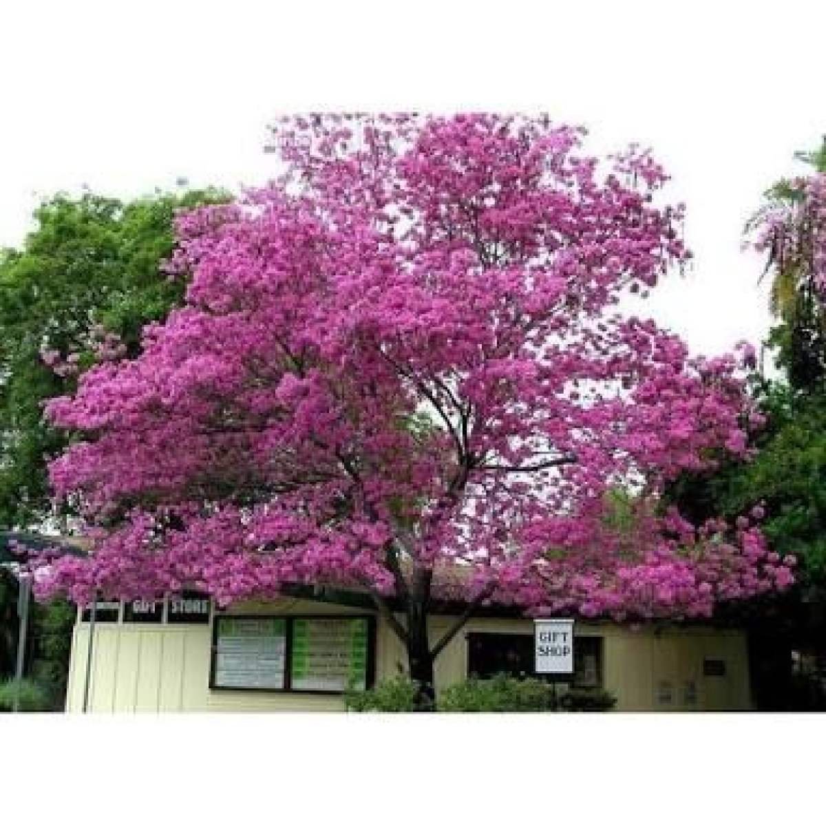 Tabebuia impetiginosa древесина