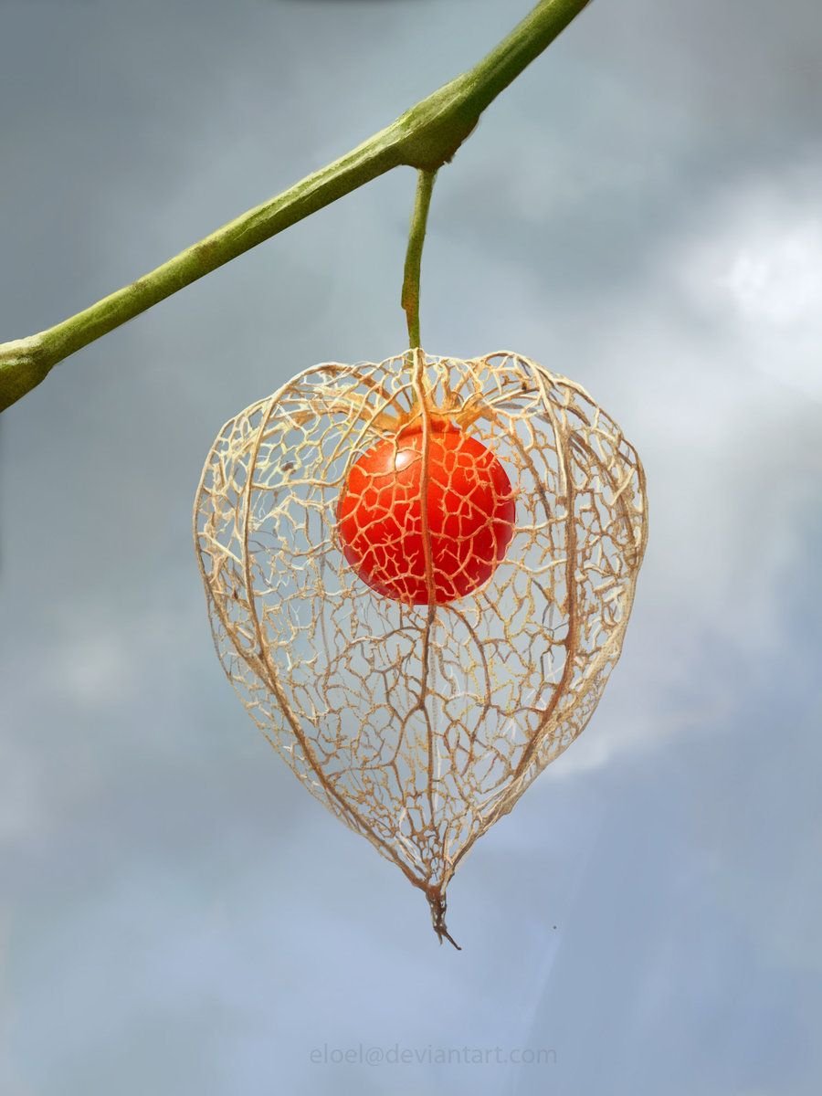 Physalis alkekengi (физалис)