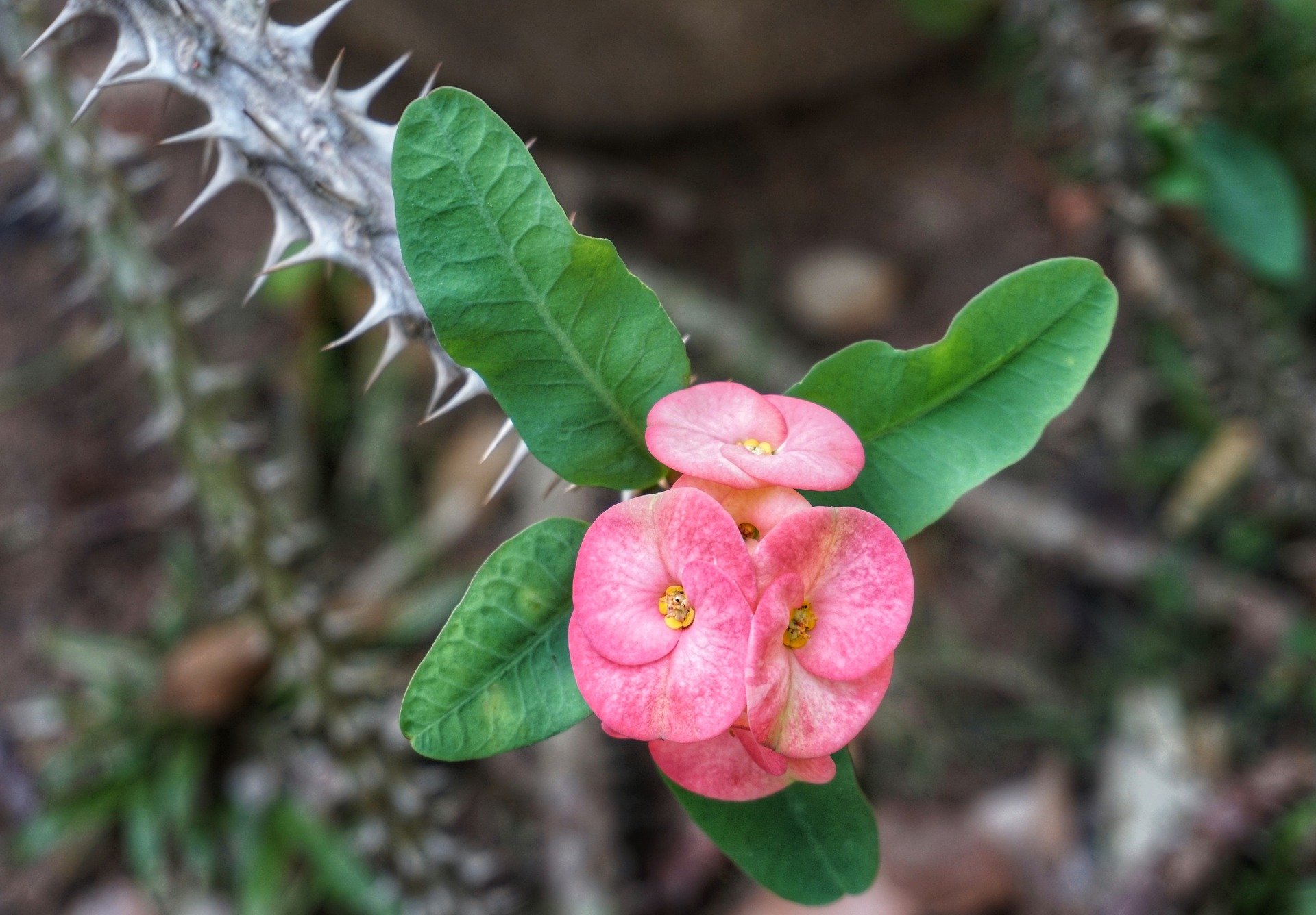 Розовый колючий цветок. Эуфорбия молочай. Молочай миля. Молочай миля (Euphorbia milii. Цветок молочай эуфорбия.