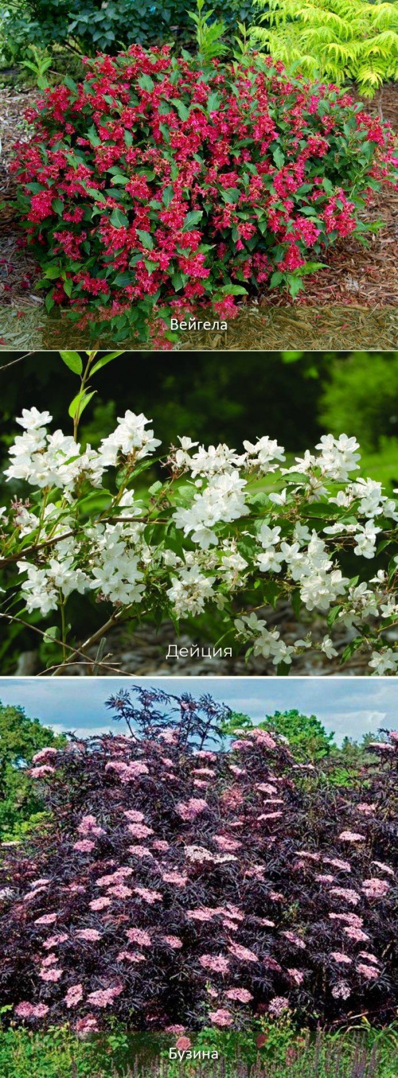 Теневыносливые кустарники