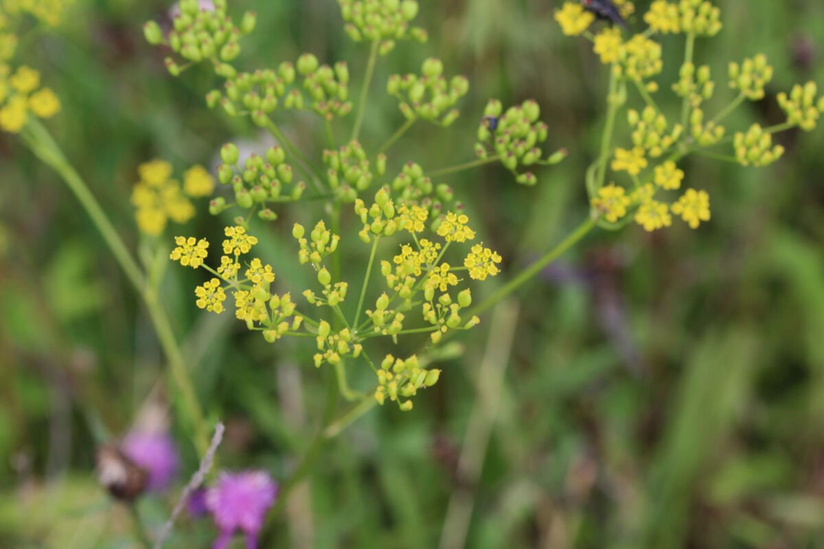 Wild Parsnip