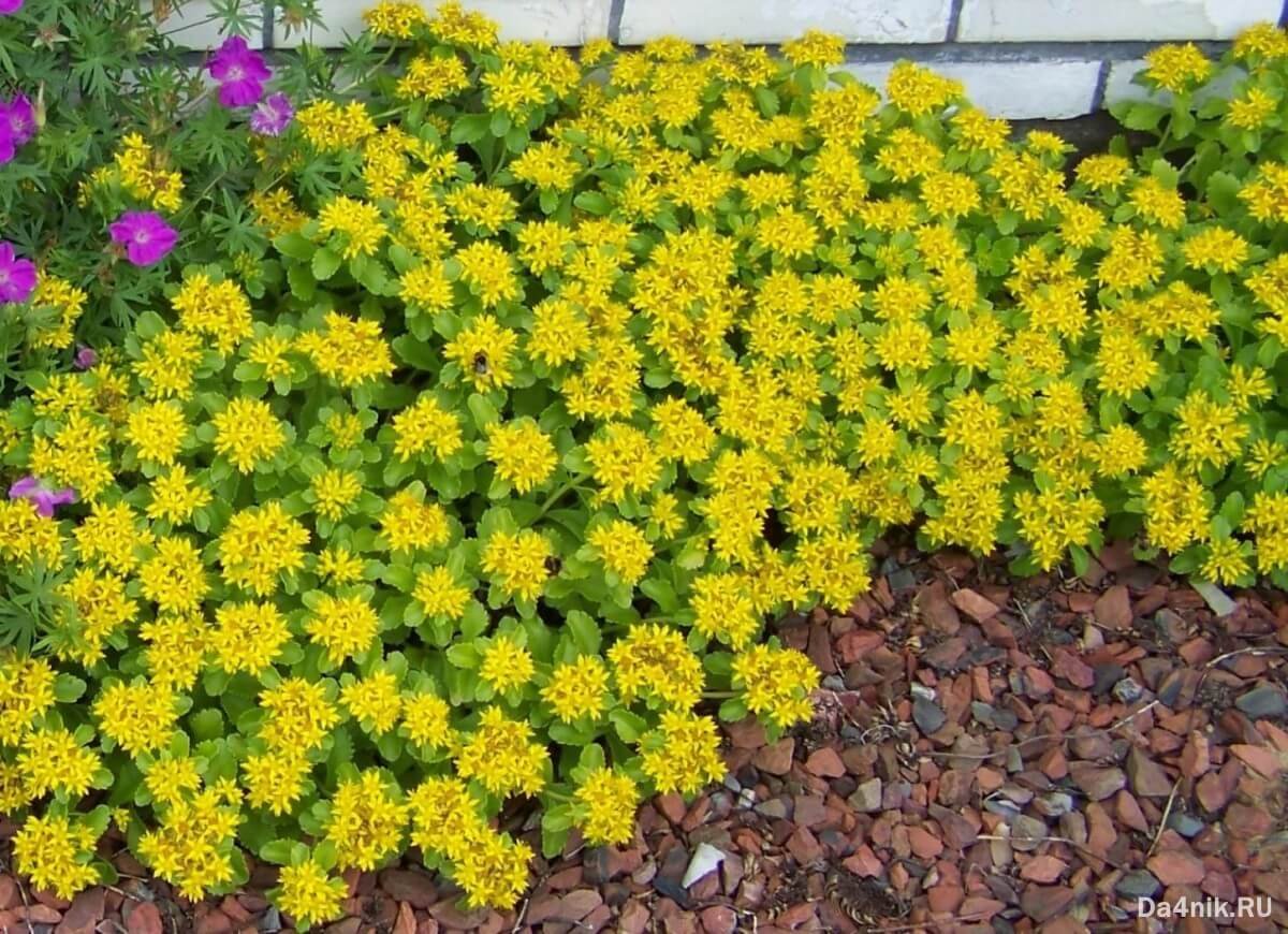 Низкорослые желтые цветы многолетники