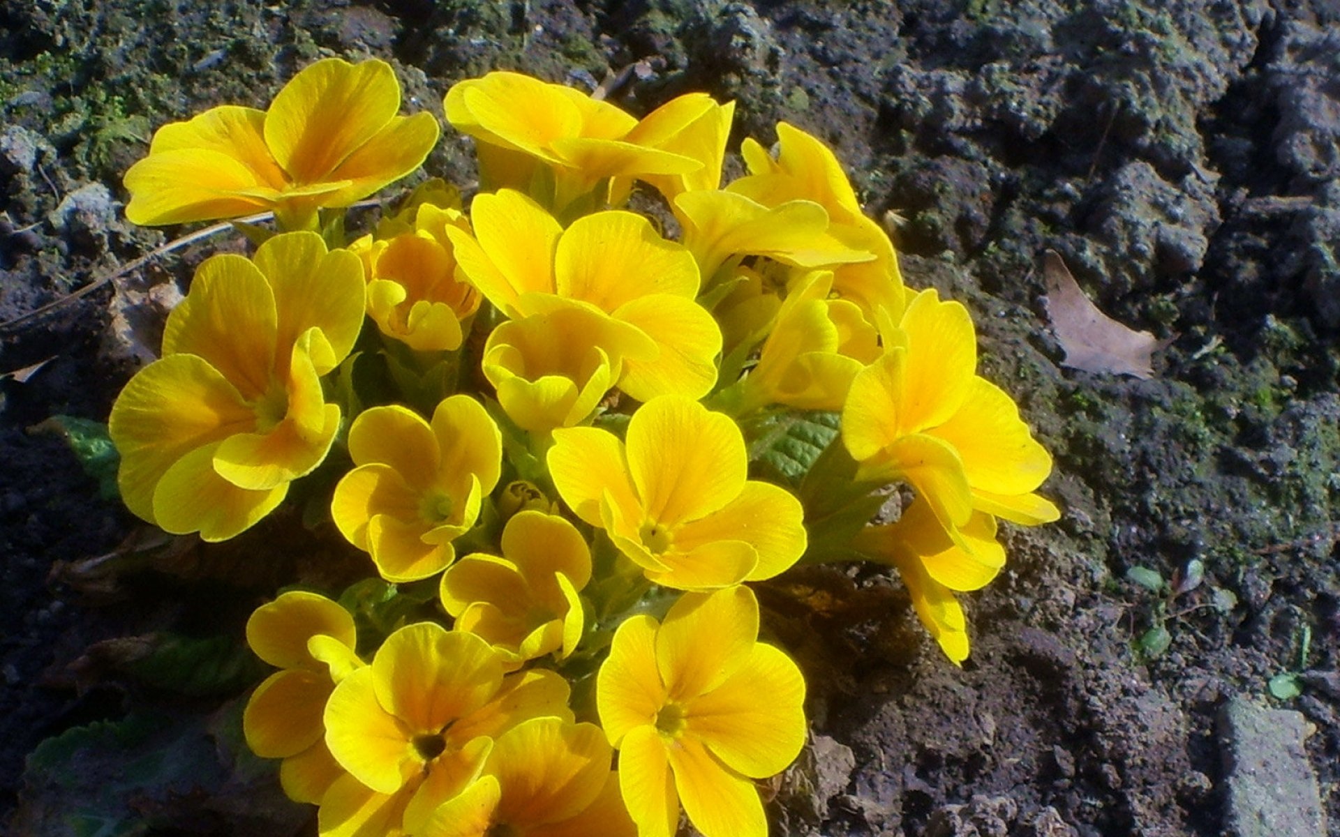 Желтые цветы первоцветы. Примула Лесная желтая. Примула желтая первоцвет. Шафран цветок желтый. Примула оранжевая aurantiaca.