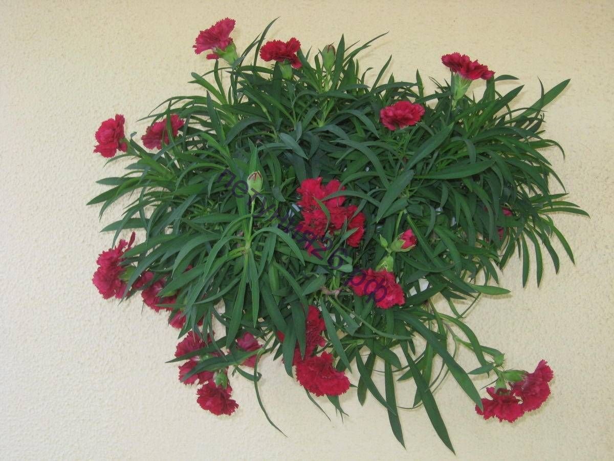 Гвоздика ампельная Red