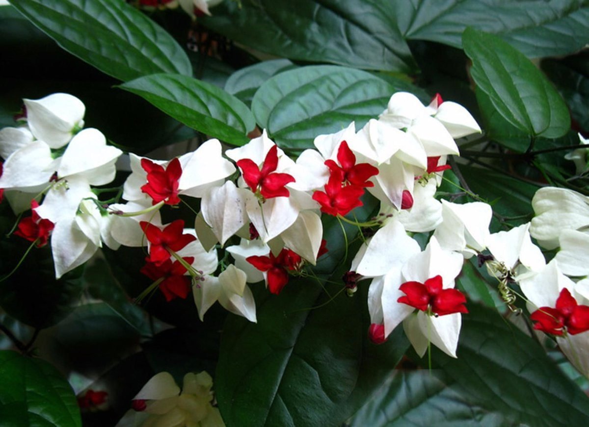 Цветок с бело красными цветами