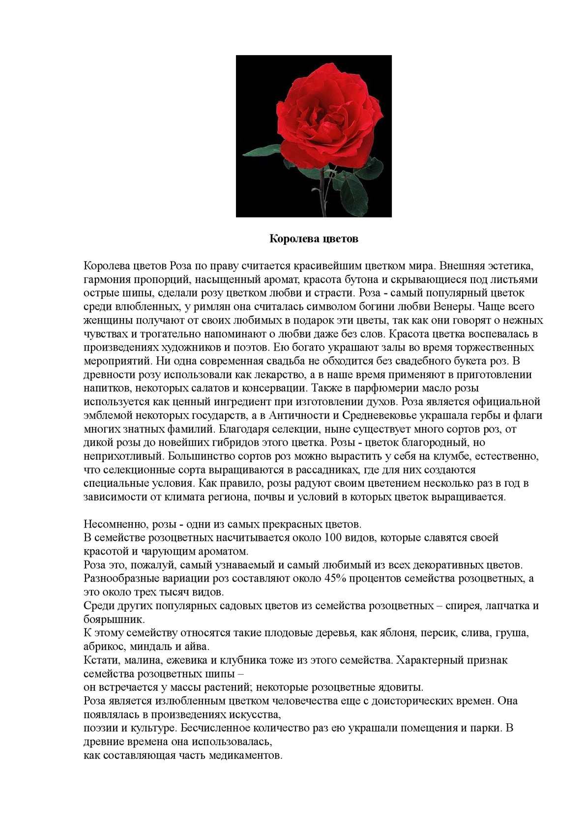 Роза Королева цветов стихи