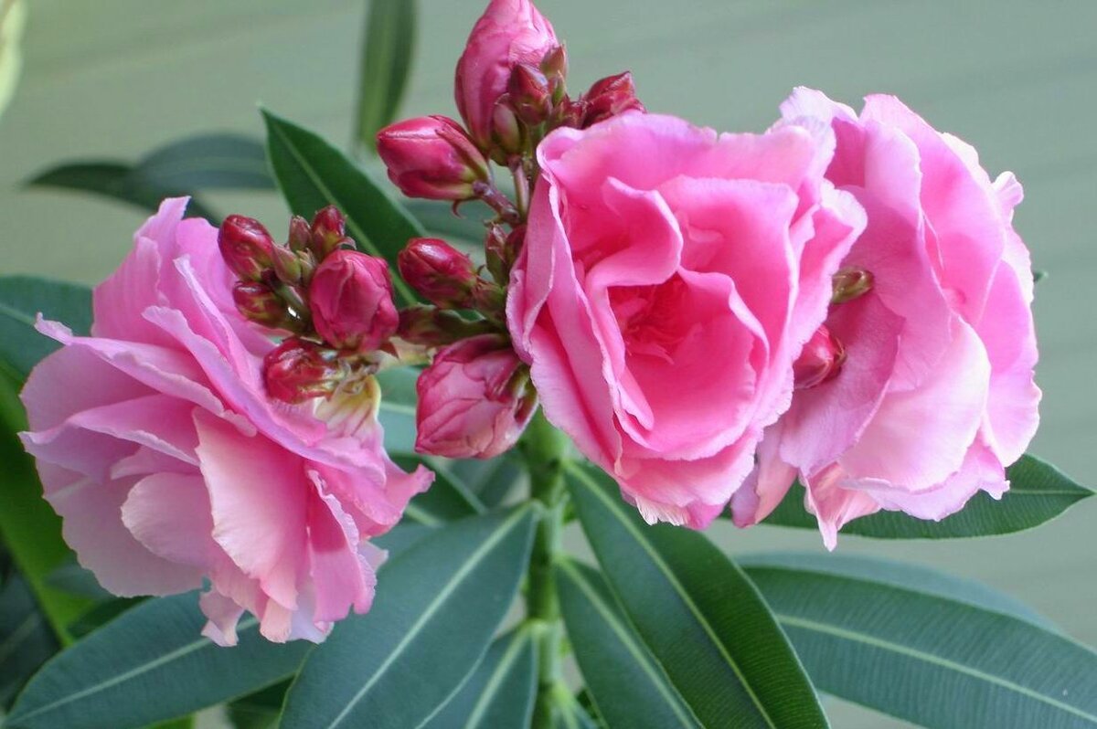 Олеандр (Nerium Oleander)