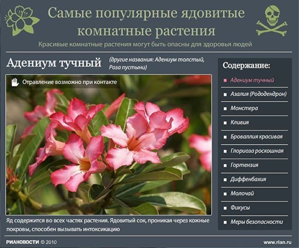 Ядовитые домашние цветы