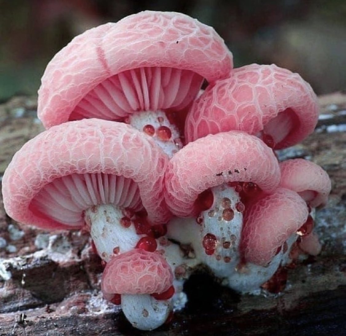Родотус / Rhodotus palmatus