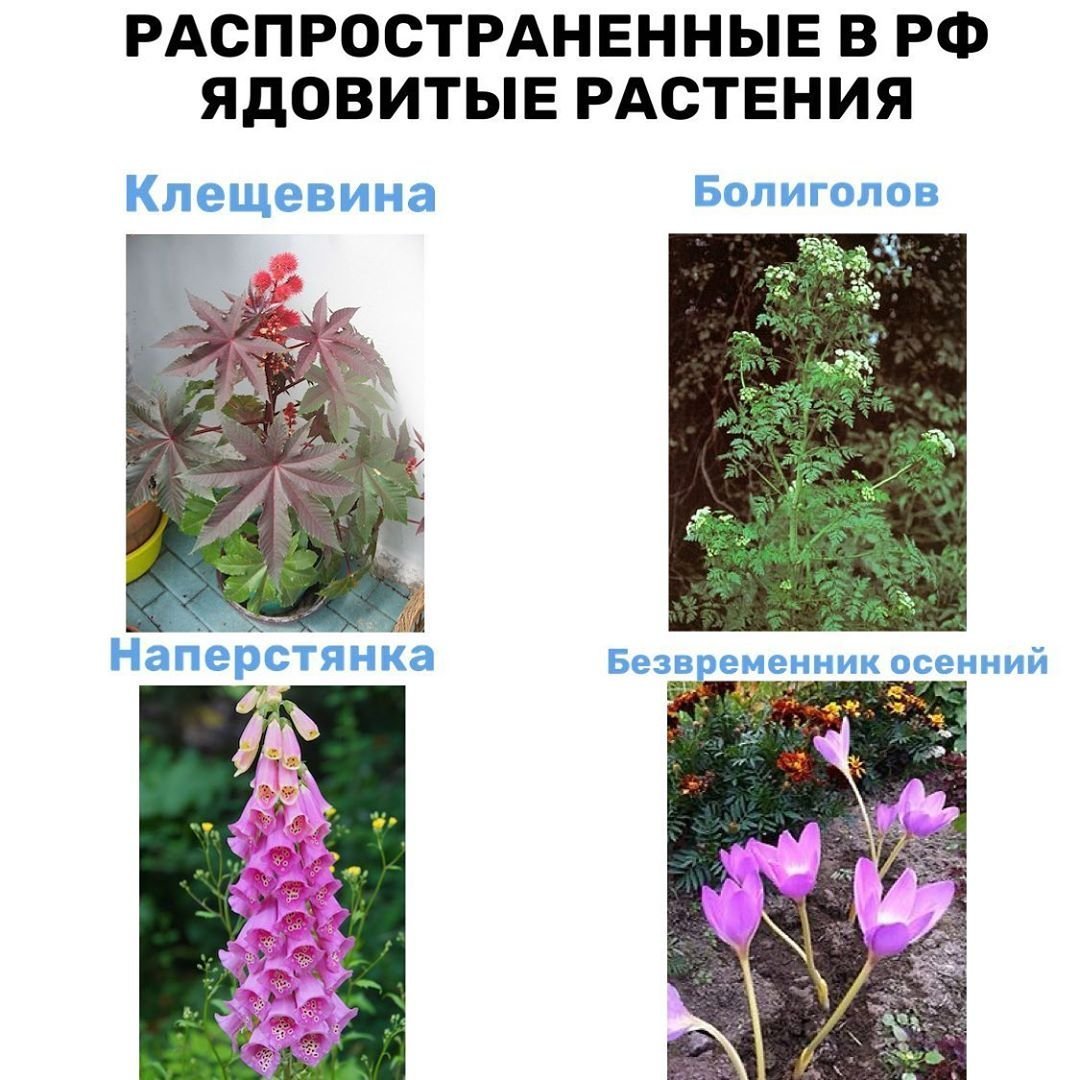 Ядовитые растения России