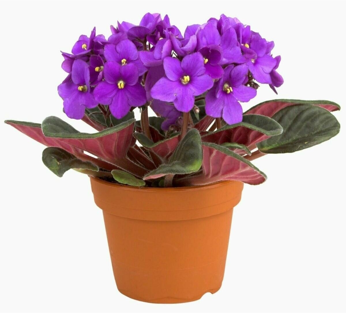 Фиалка African Violet