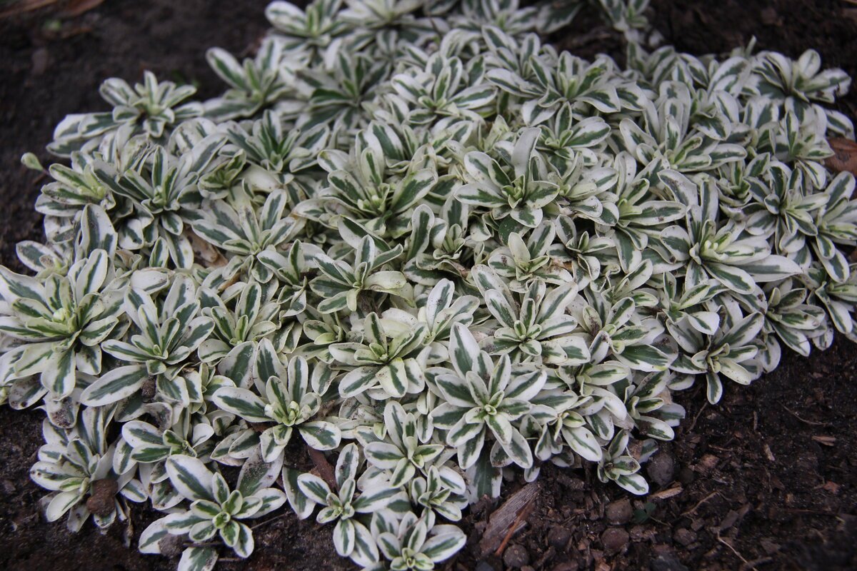 Арабис Фердинанда Кобургского variegata